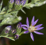 Eastern silver aster